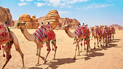 Kamele in der Wüste al-ʿUlā  © Lubo Ivanko - stock.adobe.com
