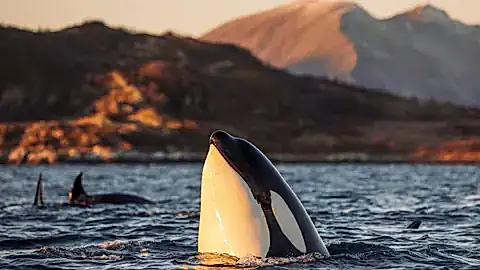 Orca vor Tromsø © Marius - stock.adobe.com